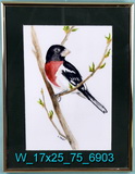 Rose Breasted Grosbeak