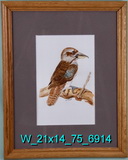 Laughing Kookaburra