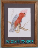 Galah rose-breasted cockatoo