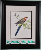 Rosella - Australian Parakeet