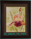 Brown Iris