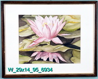 Pink Waterlily
