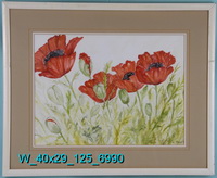 Poppies