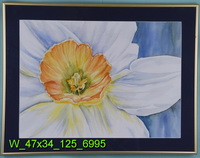 Narcissus